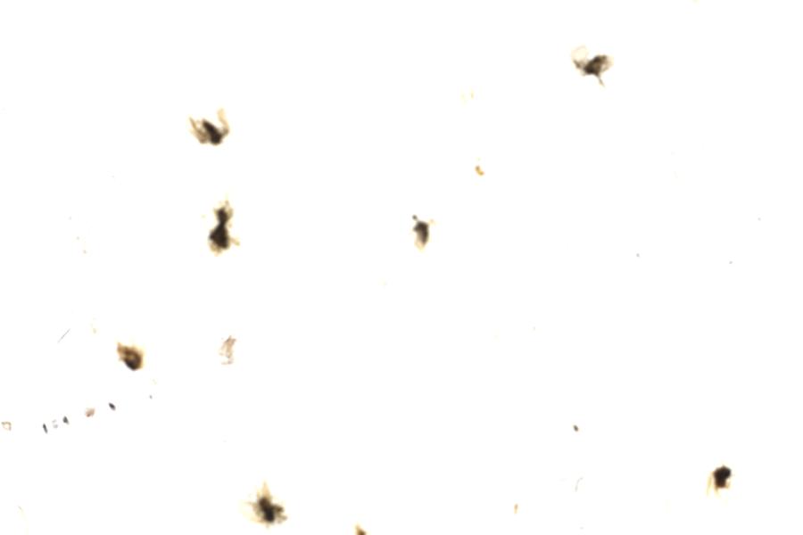 Image 68